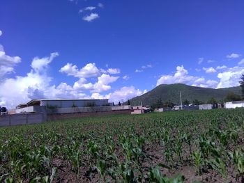 Scenic view of field against clear sky