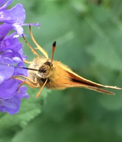 Close-up of insect on flower