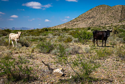 Horses in a field