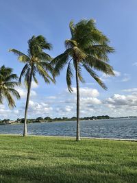 Palm trees by sea against sky