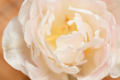 Close-up of white rose