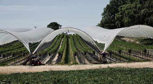 Strawberries as far as the eye can see.