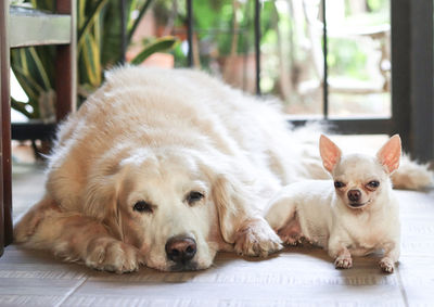 Portrait of dog lying down