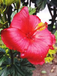 Close-up of red hibiscus flower