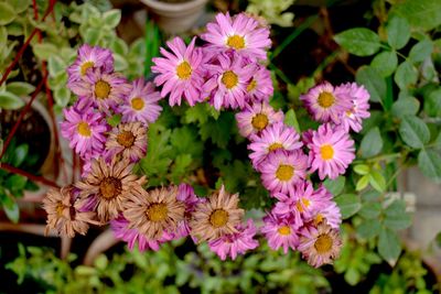 Close-up of pink flower blooming