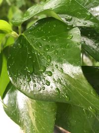 Close-up of water drops on leaves