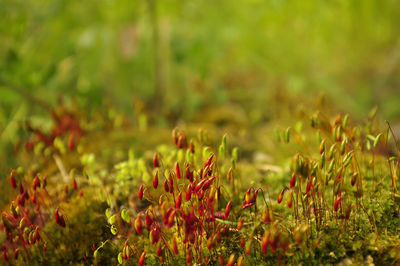 Close-up of plant growing on field
