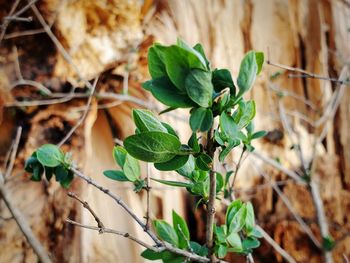 Close-up of new growth plant leaves