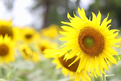 Close-up of yellow flowering plant