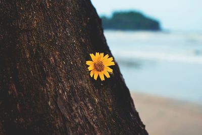 Close-up of yellow flower on tree trunk