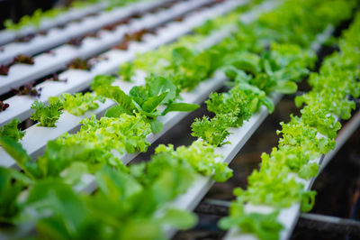 Close-up of chopped plants