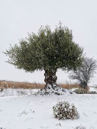 Trees on snow field against sky