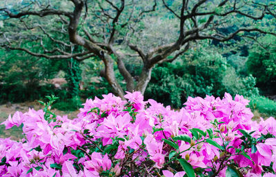 Close-up of pink flowers on branch