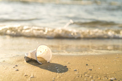 Close-up of seashell on beach