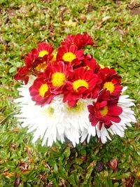 Close-up of red flowers blooming in field