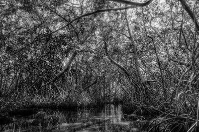 Scenic view of lake in forest