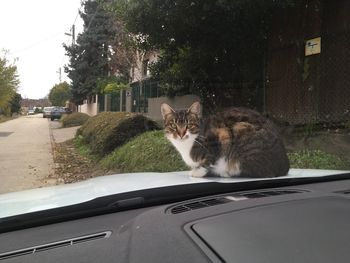 Portrait of cat sitting in car