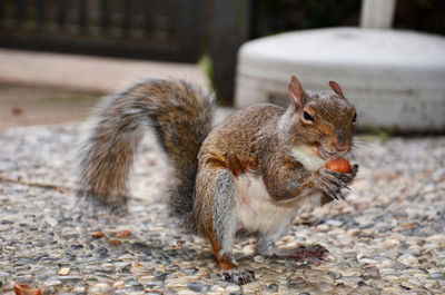 Close-up of squirrel on footpath