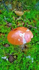 Mushroom growing in forest