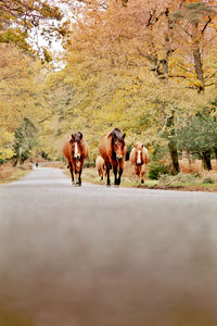 Horses running on road by trees