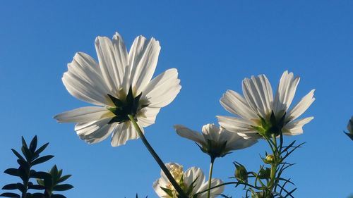 flowering plant