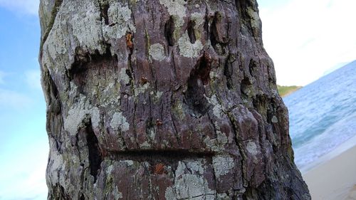 Close-up of tree trunk
