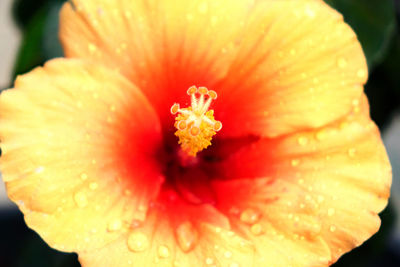 Close-up of red hibiscus flower