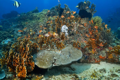 View of fish swimming underwater