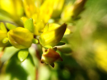 Close-up of yellow flowering plant