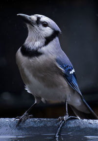 A bluejay poses on the deck