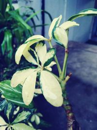 Close-up of flower buds