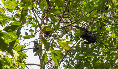 Low angle view of bird perching on tree