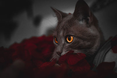 Close-up portrait of a cat looking away