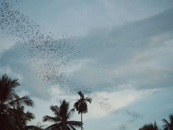Low angle view of silhouette birds flying against sky