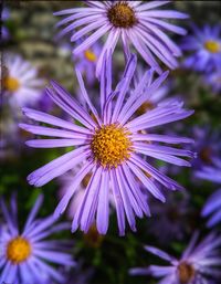 Close-up of purple flowering plant