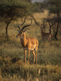 Deer standing on field