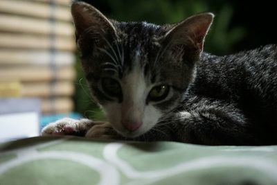Close-up portrait of cat
