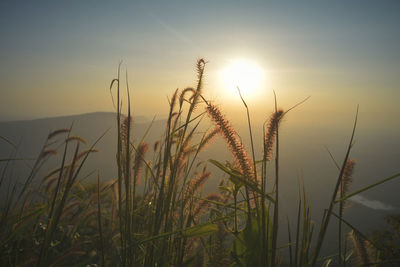 Close-up of stalks in field against sunset sky