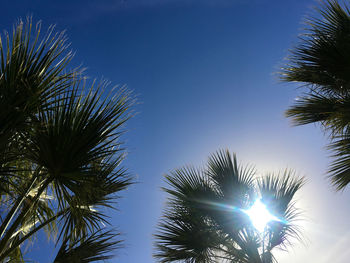 Low angle view of palm trees against clear blue sky