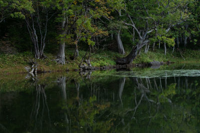Scenic view of lake in forest