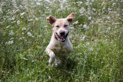 Portrait of dog running on field