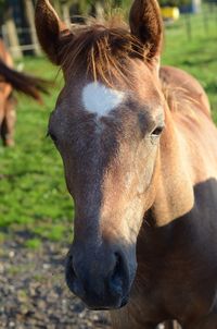 Close-up portrait of horse