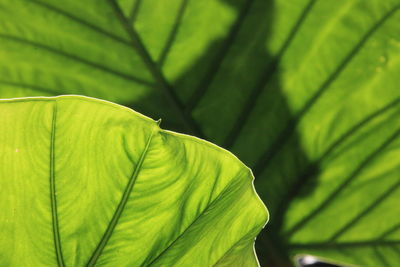 Close-up of plant leaf