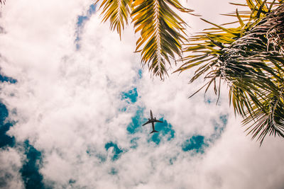 Low angle view of trees and plane against sky