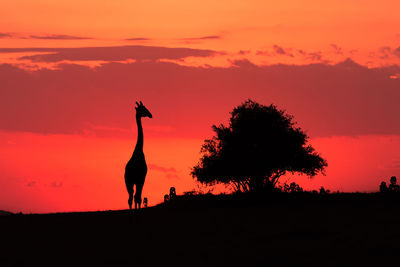 Silhouette giraffe standing in a orange sunset