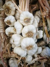 Close-up of white flowers