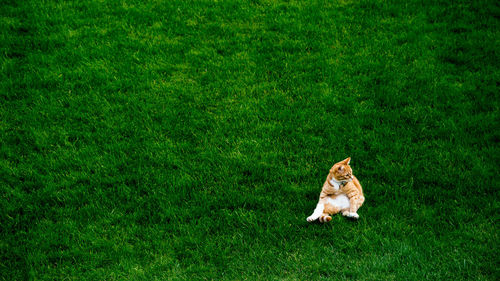 Bird on grassy field