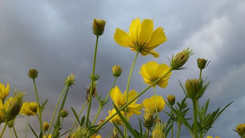 Close-up of yellow flowering plant against sky