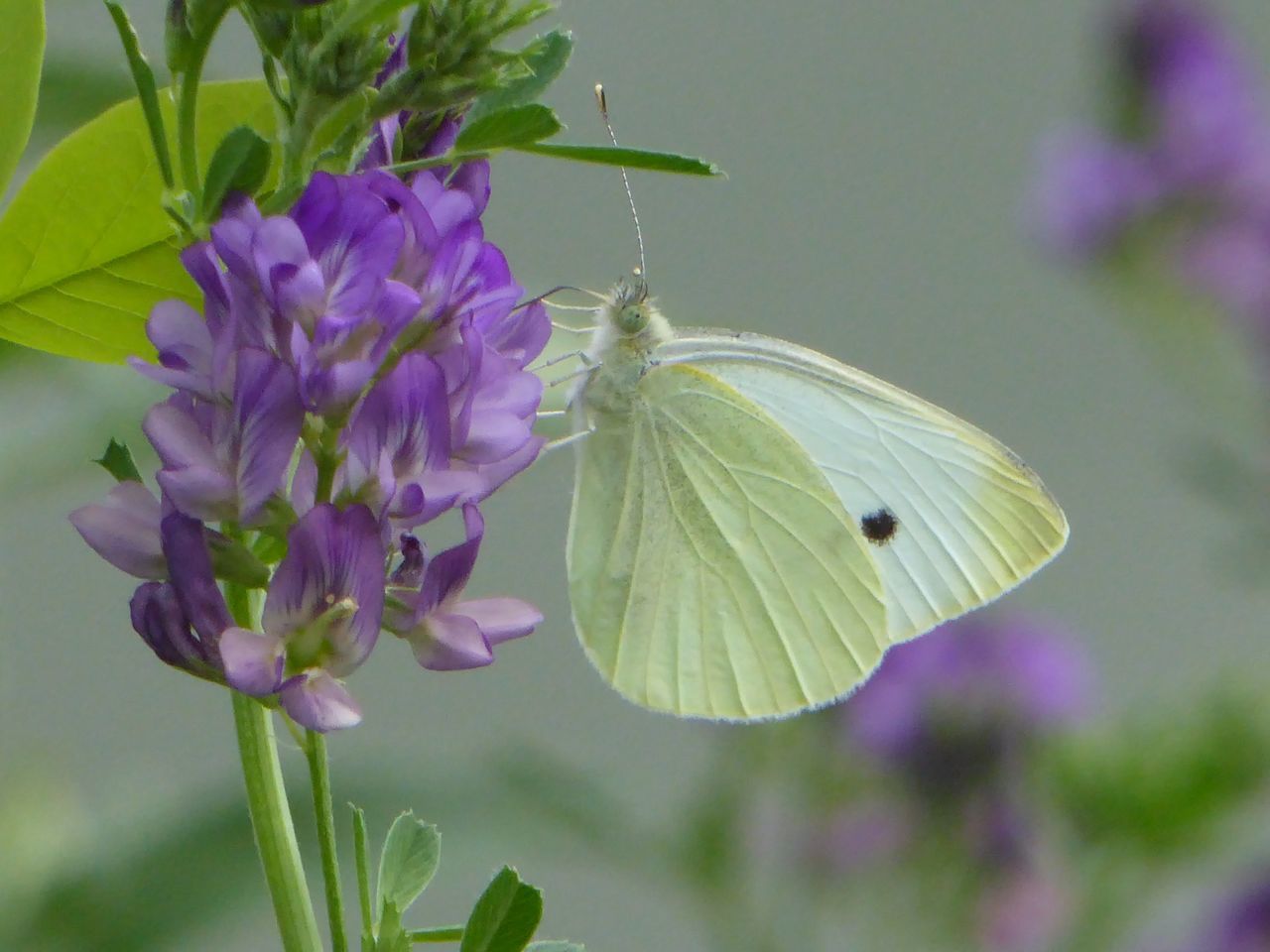 CLOSE-UP OF BUTTERFLY ON PURPLE FLOWERS