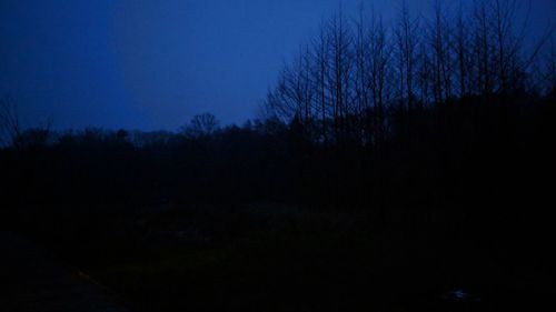 Silhouette trees against clear sky at night